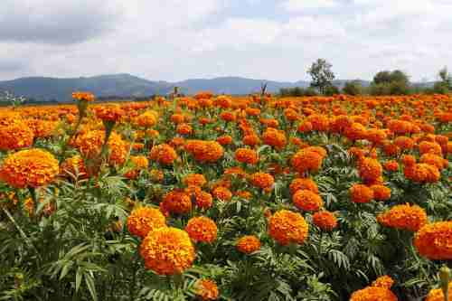 Listos floricultores para atender la demanda de cempasúchil este Día de Muertos